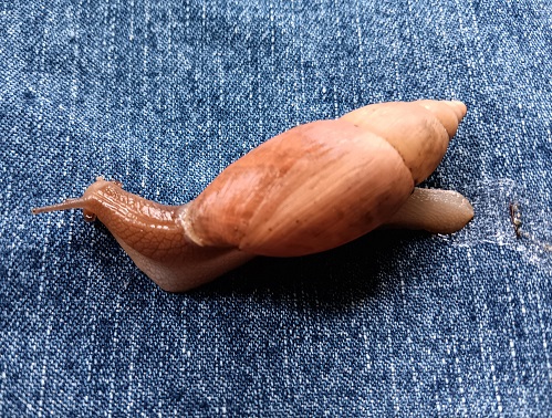 wulf snail.jpg